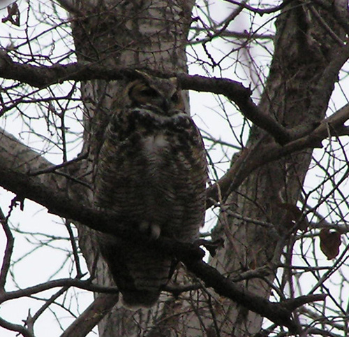 Chouette Oklahoma Zoom